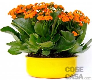 Calancola a fiori arancioni Calancola a fiori arancioni