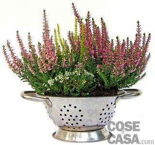 Calluna vulgaris Calluna vulgaris