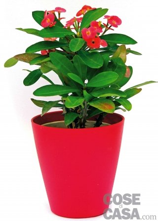 Euphorbia milii Euphorbia milii