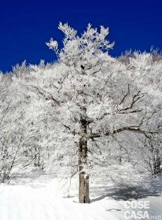 faggio innevato faggio innevato
