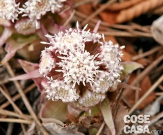 farfaraccio maggiore tussilaggine slavazza farfaraccio maggiore tussilaggine slavazza