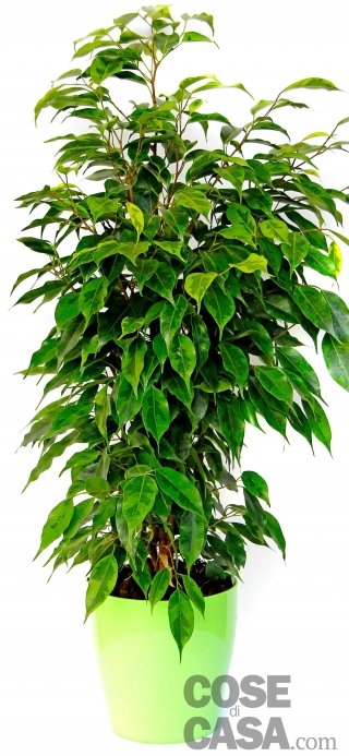 Trattandosi di una pianta tipica delle zone equatoriali, tropicali e subtropicali, il ficus può stare all'aperto solo estate, in posizione semi-ombrosa e umida. Trattandosi di una pianta tipica delle zone equatoriali, tropicali e subtropicali, il ficus può stare all'aperto solo estate, in posizione semi-ombrosa e umida.