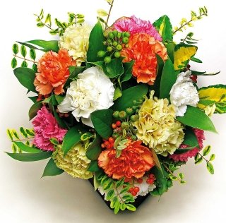 garofani-amstudio garofani-amstudio