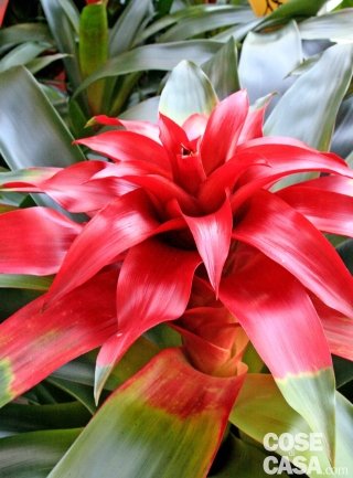 Guzmania pianta rossa Guzmania pianta rossa