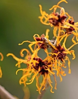 hamamelis-amstudio hamamelis-amstudio