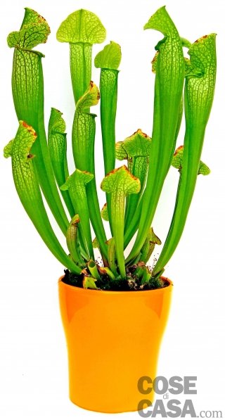 Sarracenia pianta carnivora Sarracenia pianta carnivora