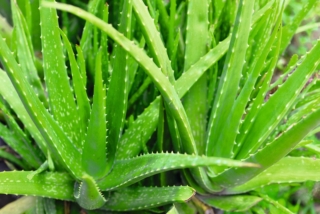 aloe portafortuna aloe portafortuna