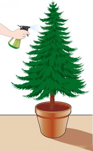 Vaporizzare la chioma dell'abete di Natale abbondantemente tutti i giorni Vaporizzare la chioma dell'abete di Natale abbondantemente tutti i giorni
