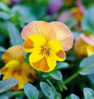 viola-amstudio viola-amstudio