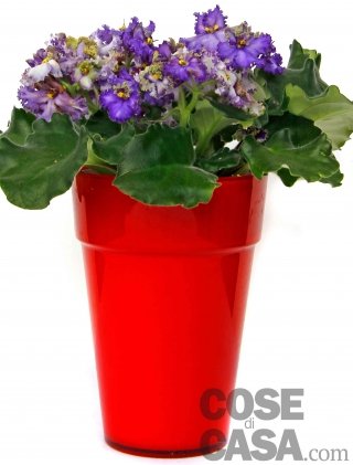 Violetta africana “Curly Ocean“ Violetta africana “Curly Ocean“