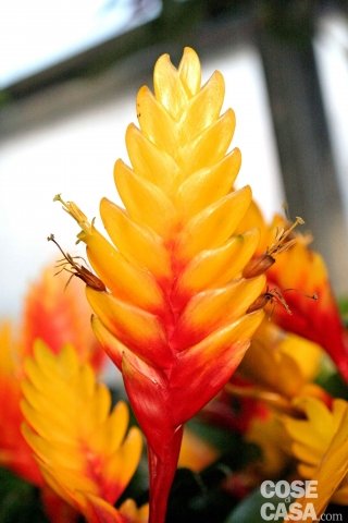 Vriesea splendens Vriesea splendens