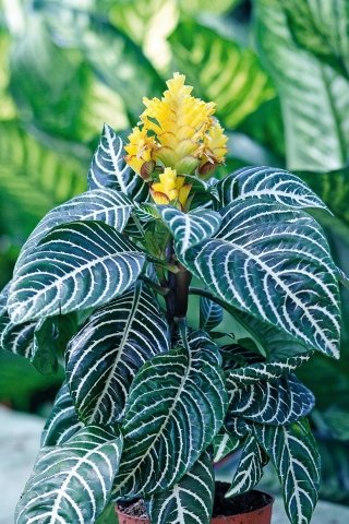 APHELANDR-amstudio APHELANDR-amstudio