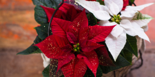 Come far durare le piante natalizie: consigli utili