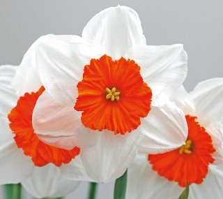 narcisi-amstudio narcisi-amstudio