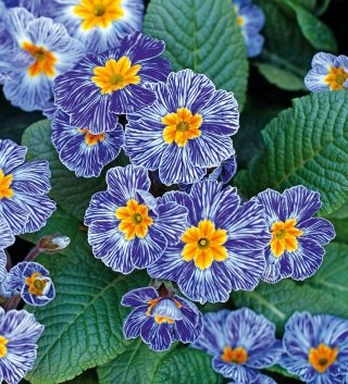 primula-amstudio primula-amstudio