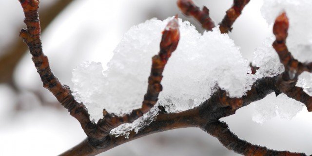 Protezioni invernali per vasi sul balcone cose di casa Muffa sulla terra vaso