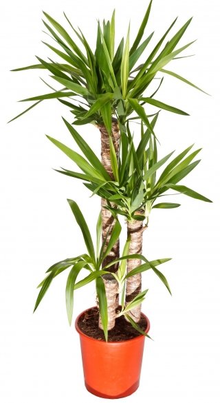 Il tronchetto della felicità (foto) è senza dubbio la specie più conosciuta di dracena. Il tronchetto della felicità (foto) è senza dubbio la specie più conosciuta di dracena.