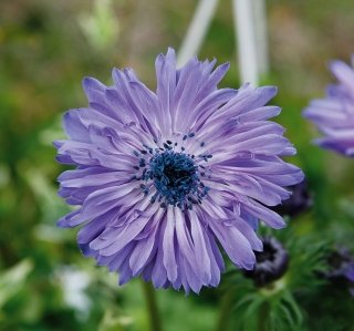 L'anemone è una rigogliosa pianta che regala abbondanti e coloratissime fioriture autunnali. L'anemone è una rigogliosa pianta che regala abbondanti e coloratissime fioriture autunnali.