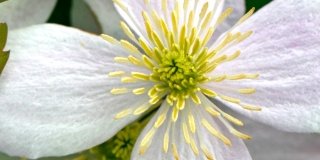 Clematis montana varietà Fragrant Spring
