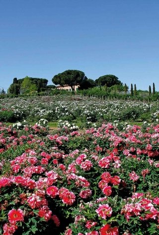 peoni-amstudio peoni-amstudio