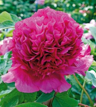 La pianta di peonia si usa solitamente per creare bordure e aiuole in giardino. La pianta di peonia si usa solitamente per creare bordure e aiuole in giardino.