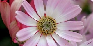 Senecio cruentum Hybrida Grandiflora