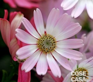Senecio cruentum Hybrida Grandiflora, una cineraria dai fiori di colore rosa.