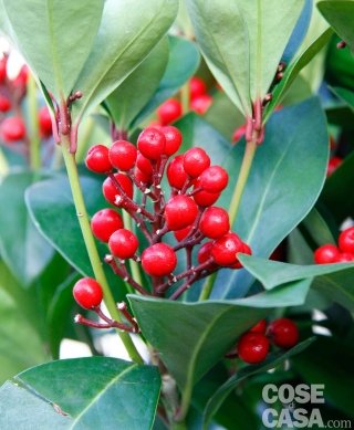 Skimmia japonica varietà Obsession®.