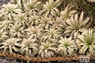 tillandsia xerographica tillandsia xerographica