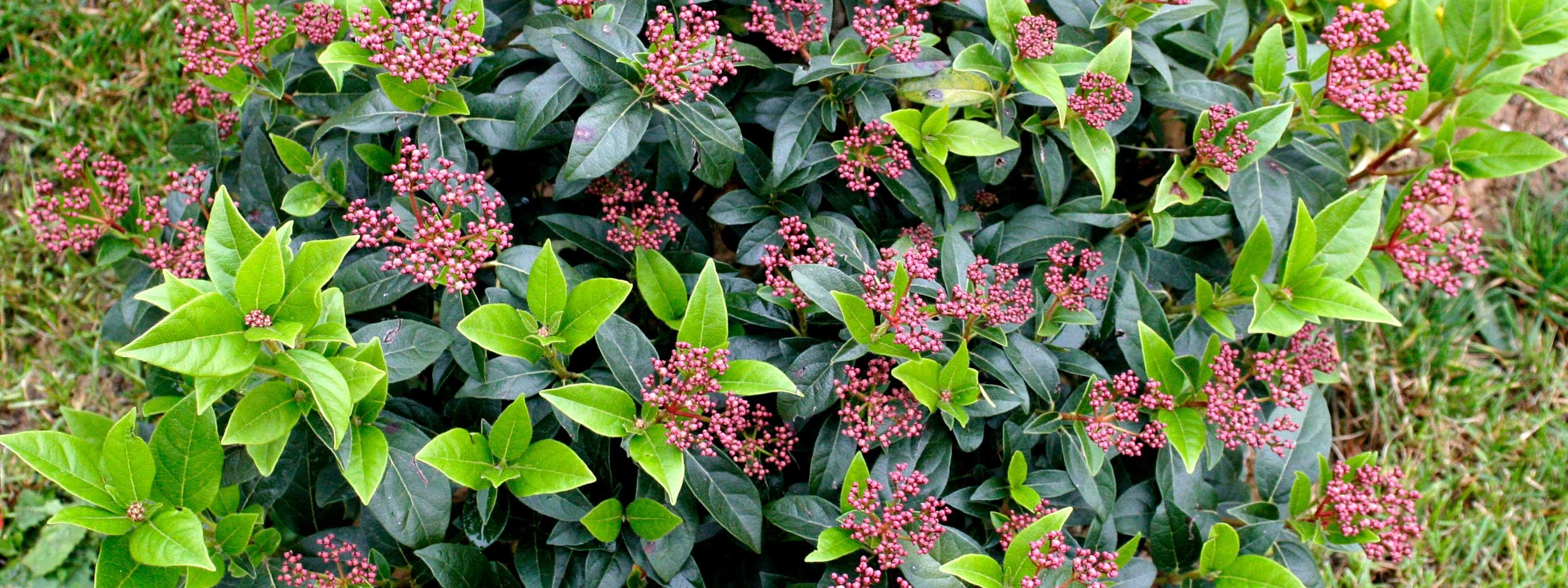 Viburnum tinus: il primo a fiorire cose di casa Malattie del viburno lucido
