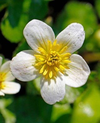 A&M-STUDIO-Caltha-alba-001 A&M-STUDIO-Caltha-alba-001