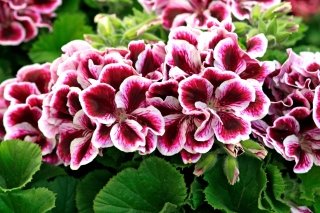 A&M-STUDIO-PEL.-Imperial-001 A&M-STUDIO-PEL.-Imperial-001