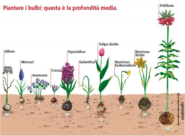 piantare i bulbi fioriti: le profondità per ogni specie piantare i bulbi fioriti: le profondità per ogni specie