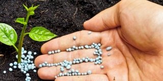Fertilizzanti: scegliere bene per aiutare le piante
