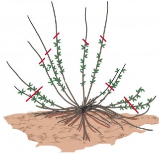 Poi si accorcia la vegetazione della forsizia che ha già fiorito, recidendo i rami anche della metà. Poi si accorcia la vegetazione della forsizia che ha già fiorito, recidendo i rami anche della metà.