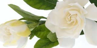 gardenia bianca