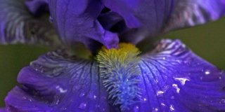 Iris germanica – Iris, giaggiolo