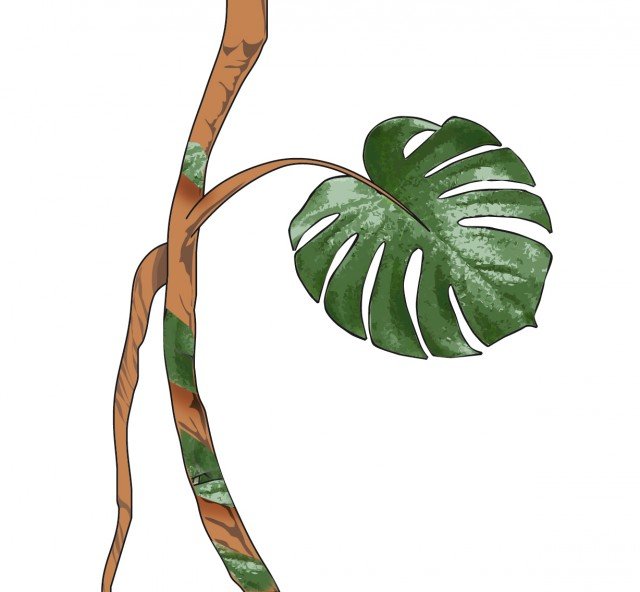 Prelevare da una pianta adulta di monstera deliciosa la parte apicale Prelevare da una pianta adulta di monstera deliciosa la parte apicale