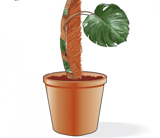Inserire la talea di monstera deliciosa ottenuta nel vaso, interrare e comprimere il terriccio Inserire la talea di monstera deliciosa ottenuta nel vaso, interrare e comprimere il terriccio