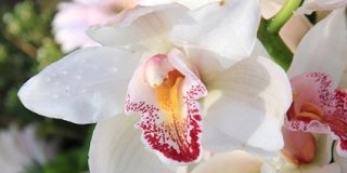 Riprodurre l’orchidea cymbidium