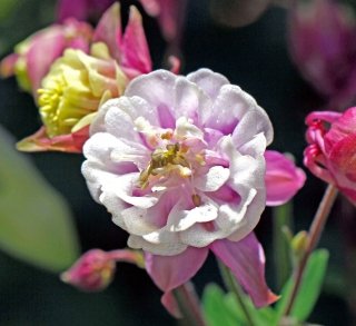 aquilegia-amstudio aquilegia-amstudio