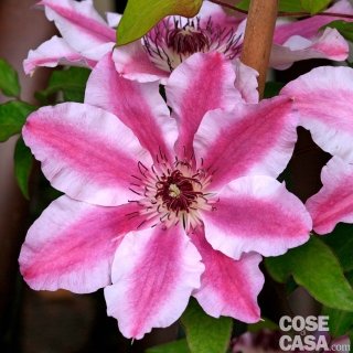 Clematis Captain Thuilleaux bicolore rosa e bianca Clematis Captain Thuilleaux bicolore rosa e bianca