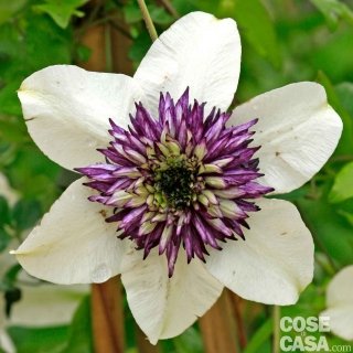Clematis Florida, multicolore con fiori bianchi e viola. Clematis Florida, multicolore con fiori bianchi e viola.