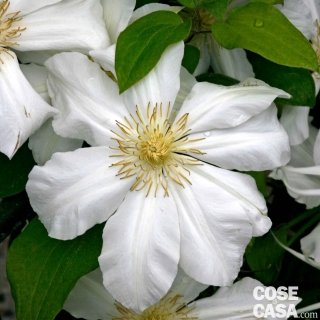 Clematis Snow queen bianca Clematis Snow queen bianca