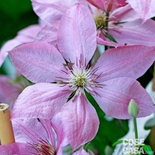 Clematis varietà "Summerdream" rosa. Clematis varietà "Summerdream" rosa.