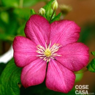 Clematis varietà "Ville de Lyon" a fiori rossi. Clematis varietà "Ville de Lyon" a fiori rossi.
