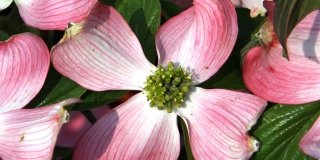 Cornus Florida varietà “Cherokee Chief” rosa