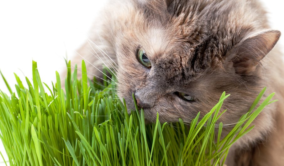 Cani e gatti: si curano anche con le erbe - Cose di Casa