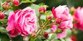Rose: le cure di stagione