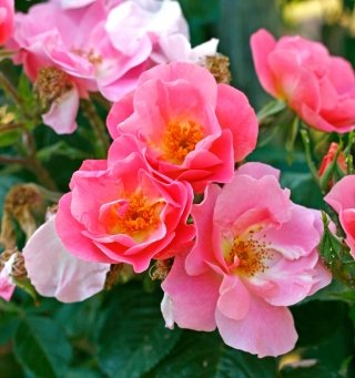 rose-amstudio rose-amstudio